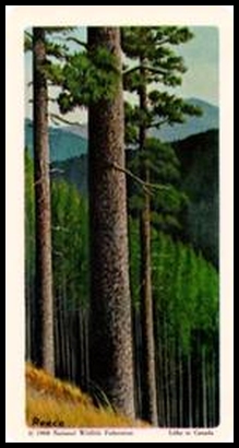 68BBTNA 4 Lodgepole Pine